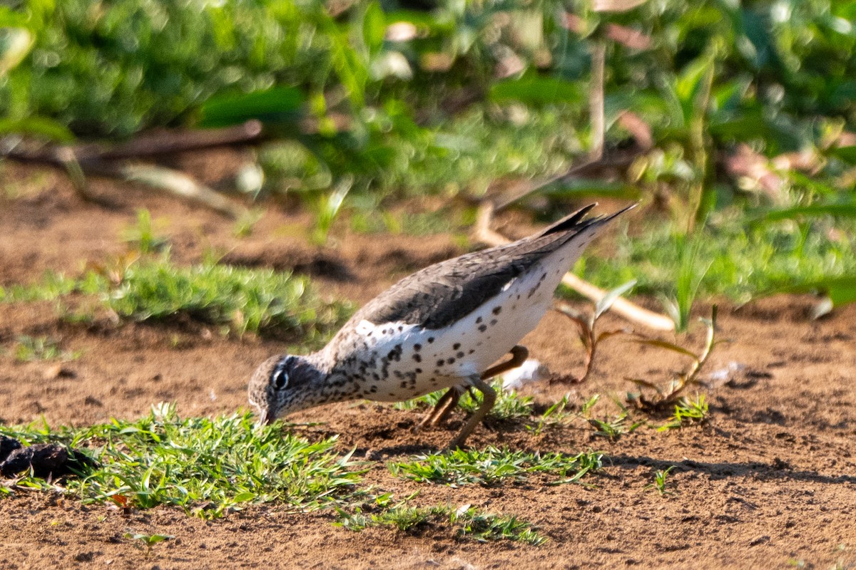 flekksnipe - ML658025273