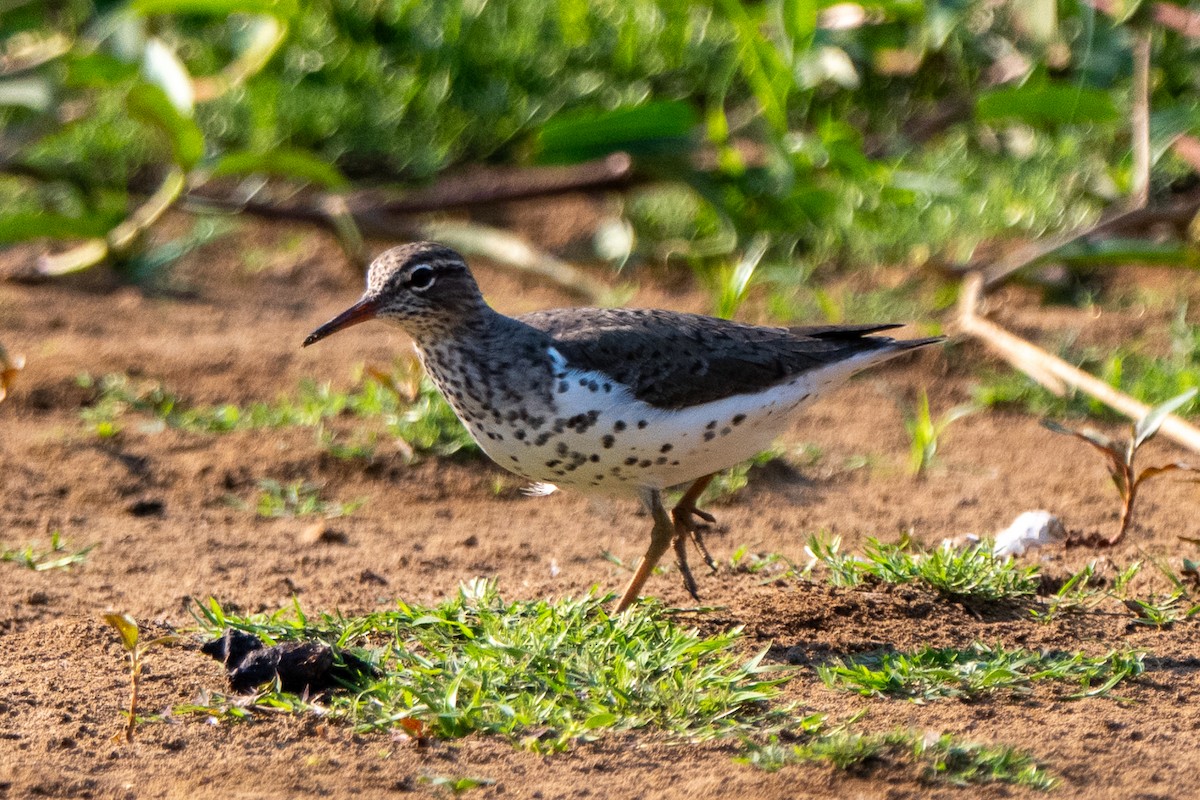 flekksnipe - ML658025274