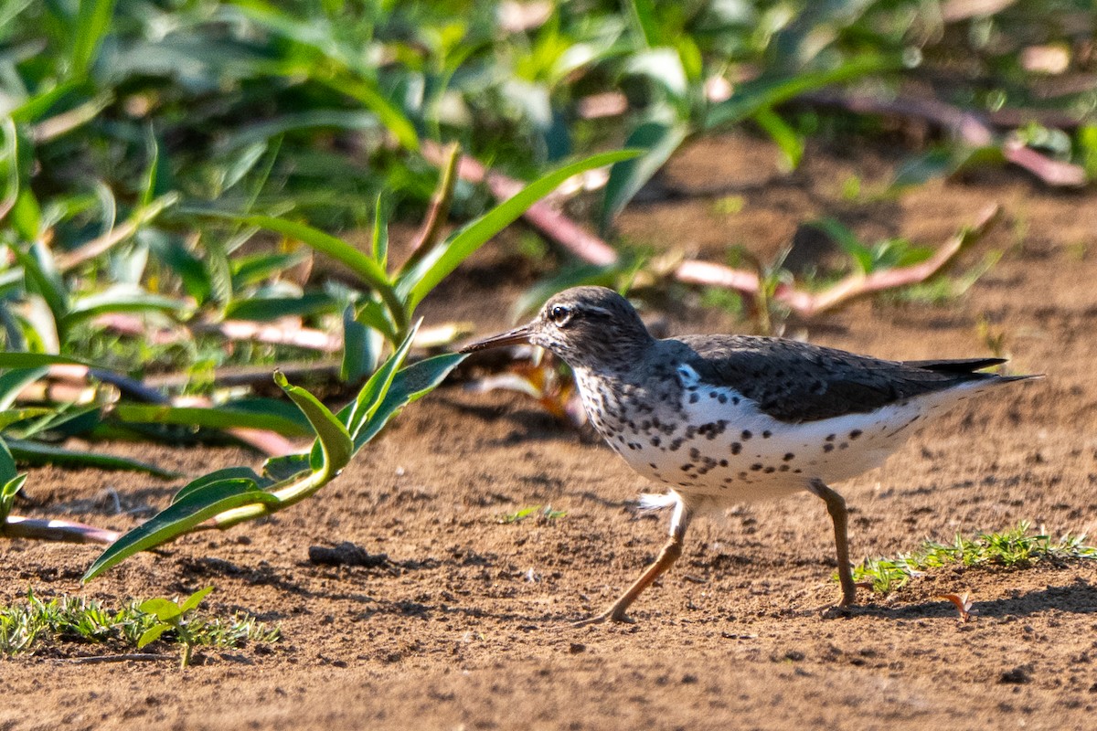 Spotted Sandpiper - ML658025275