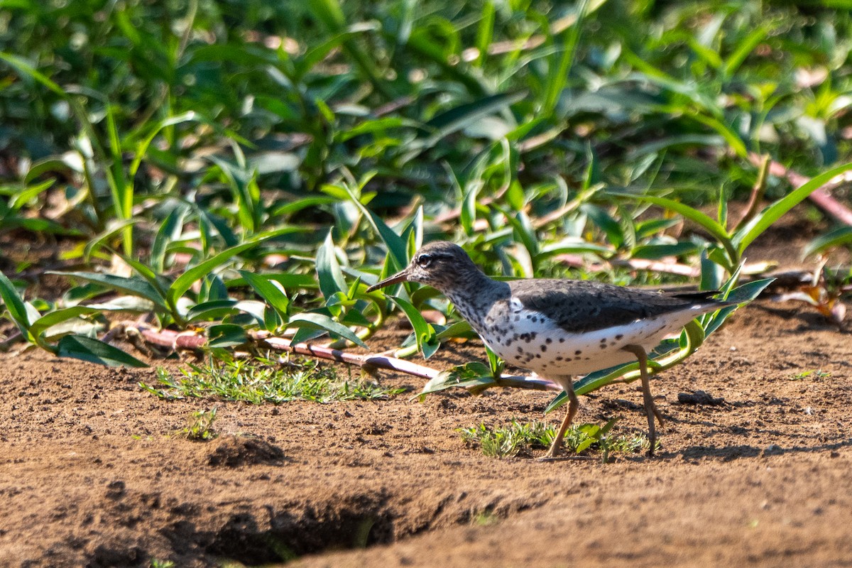 flekksnipe - ML658025276