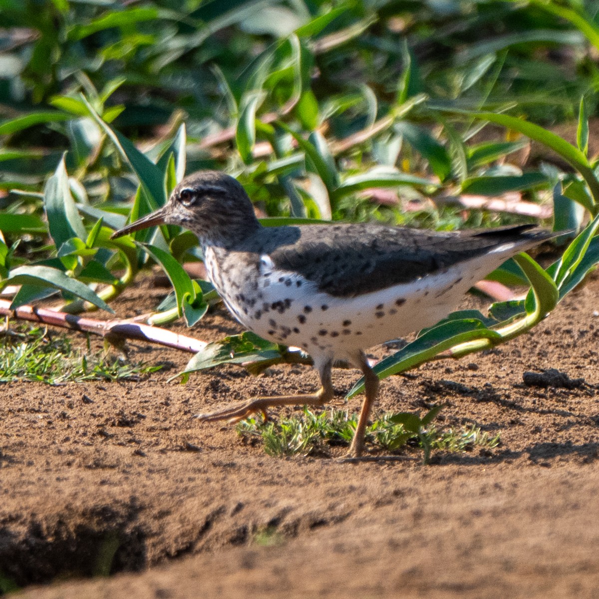 flekksnipe - ML658025277