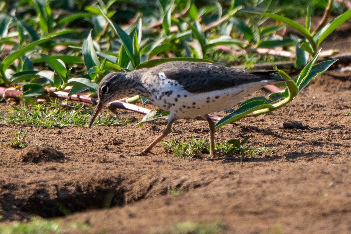 Spotted Sandpiper - ML658025278