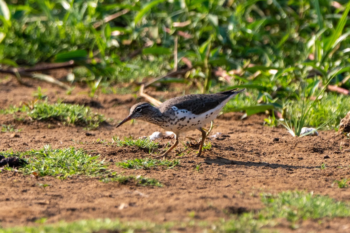 flekksnipe - ML658025279