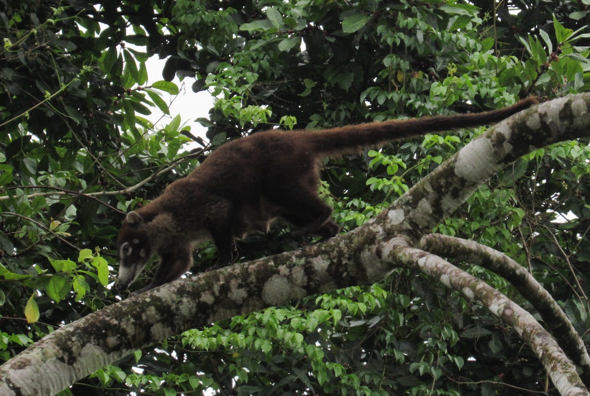 Coatis - ML658025320