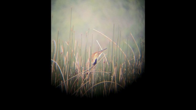 American Bittern - ML658025322
