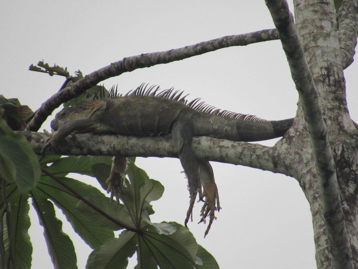 Typical Iguanas - ML658025544