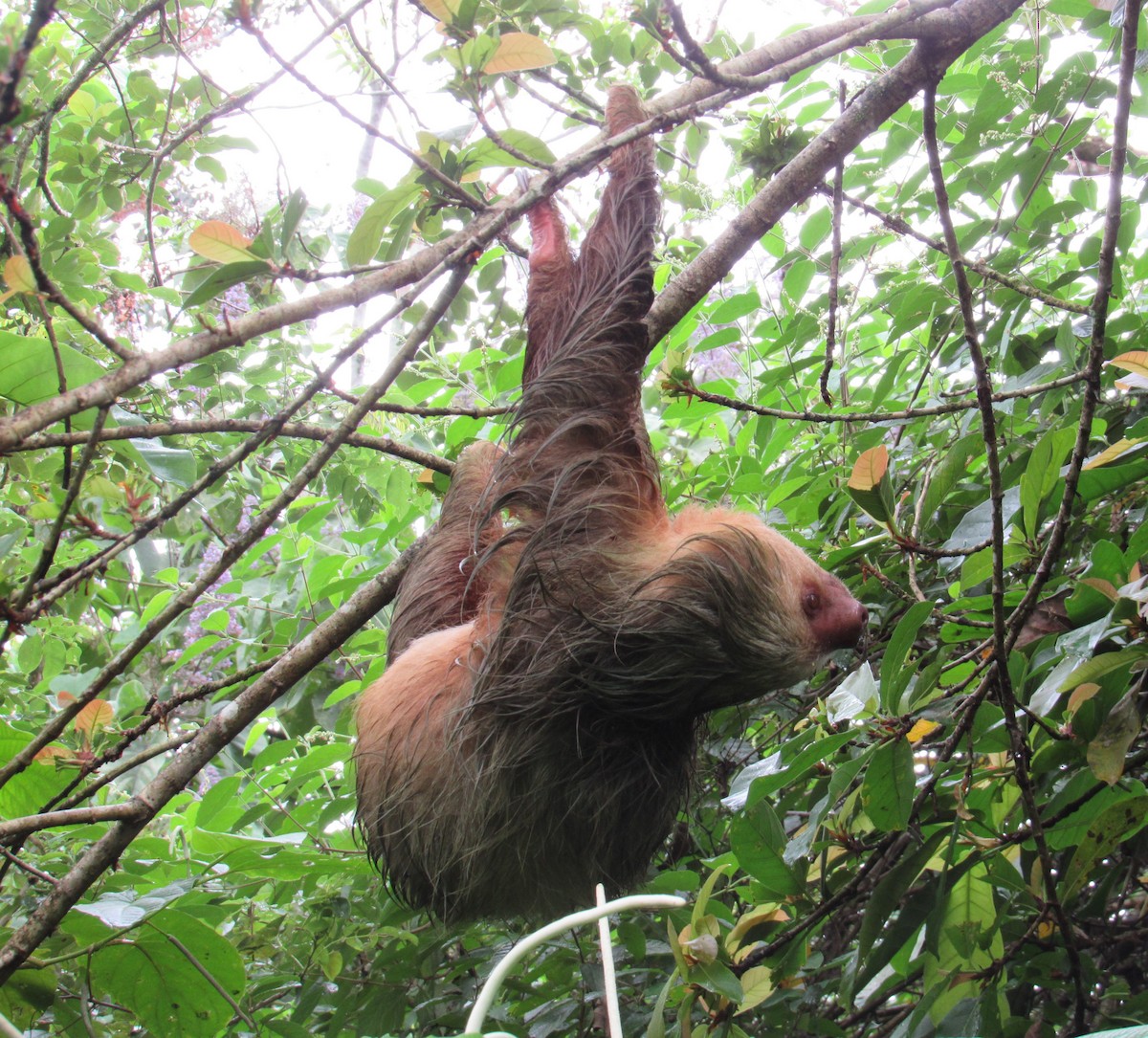 Two-toed Sloths - ML658025689
