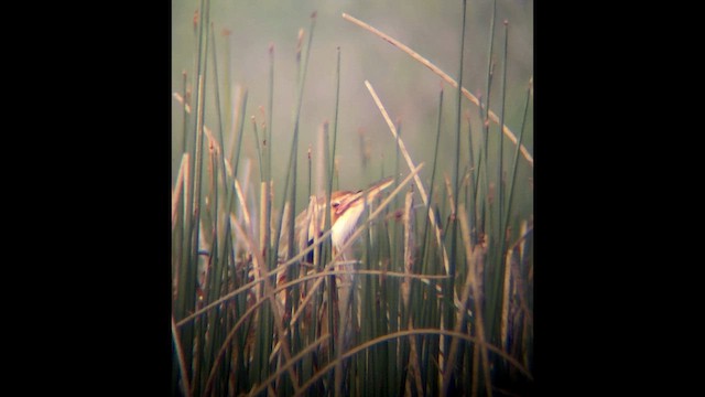 American Bittern - ML658025956