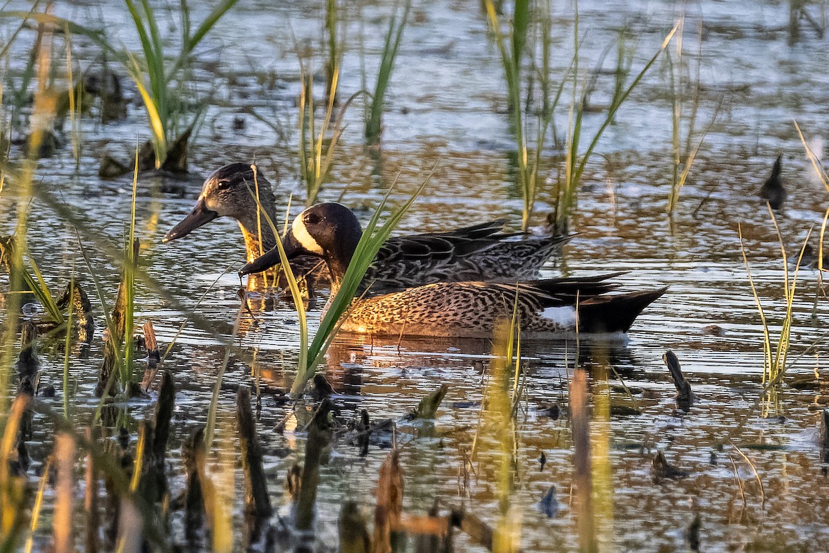 Blue-winged Teal - ML658026206