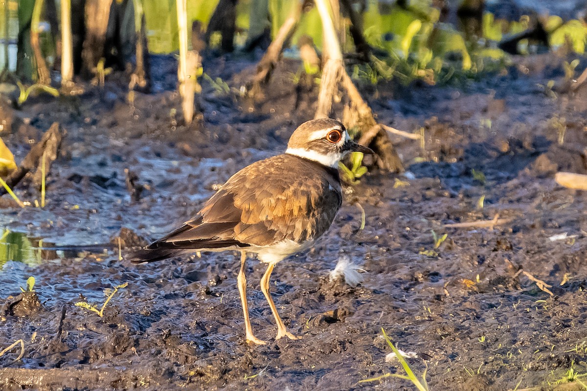 Killdeer - ML658026212