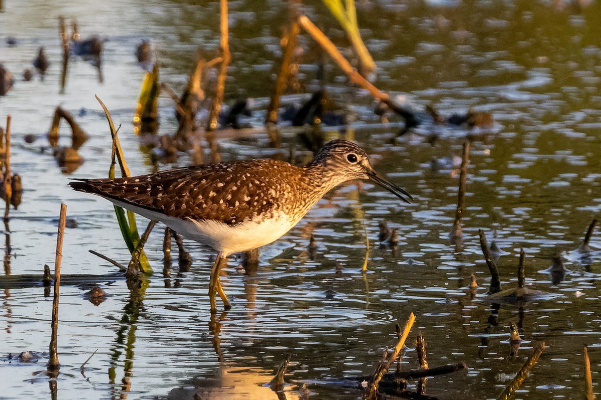 Solitary Sandpiper - ML658026220