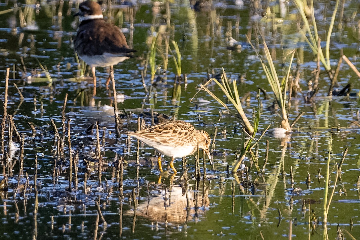Pectoral Sandpiper - ML658026233