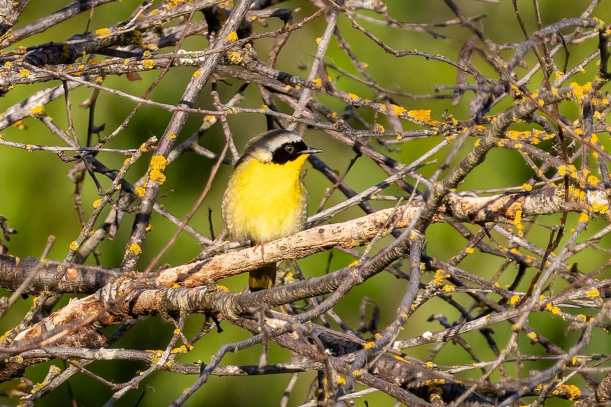 Common Yellowthroat - ML658026240
