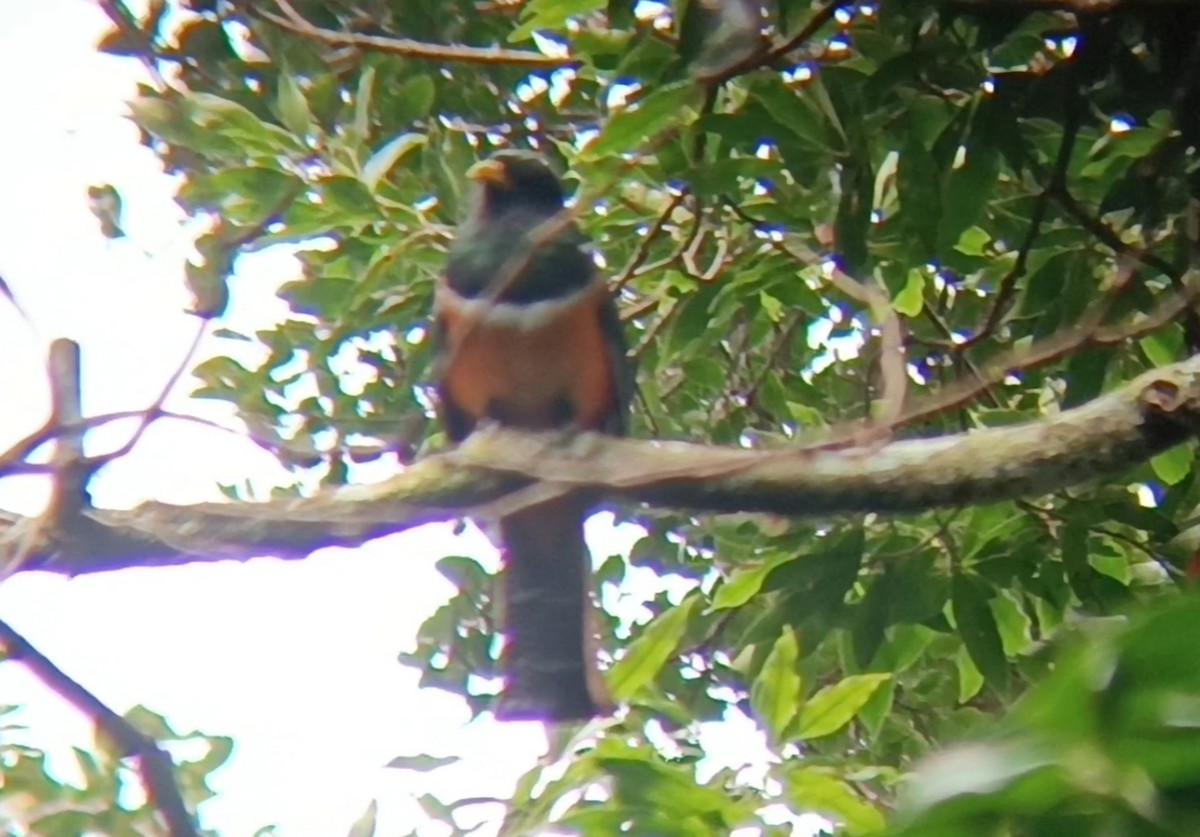 båndtrogon - ML658026538