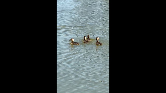 ברכיה - ML658026822