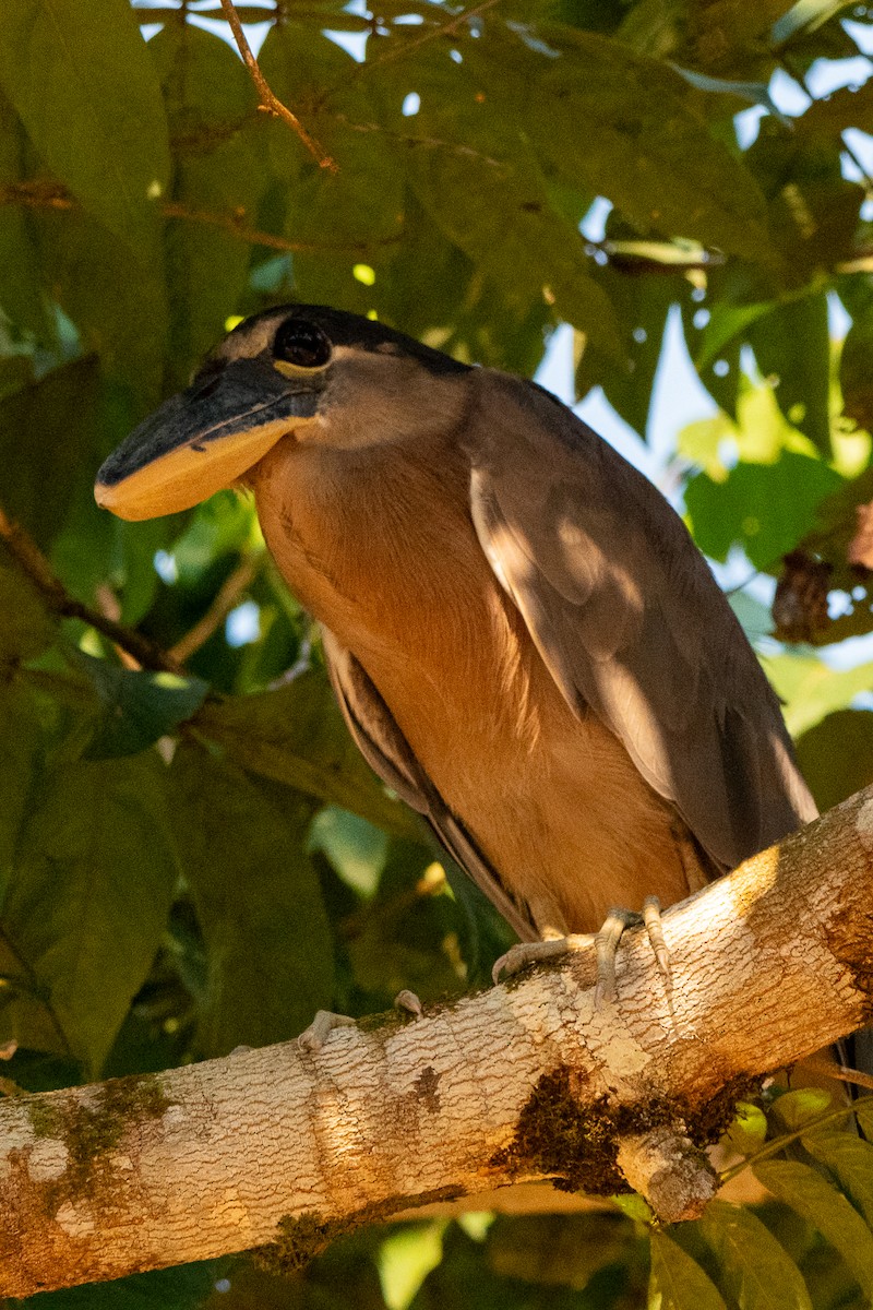 Martinete Cucharón - ML658026979