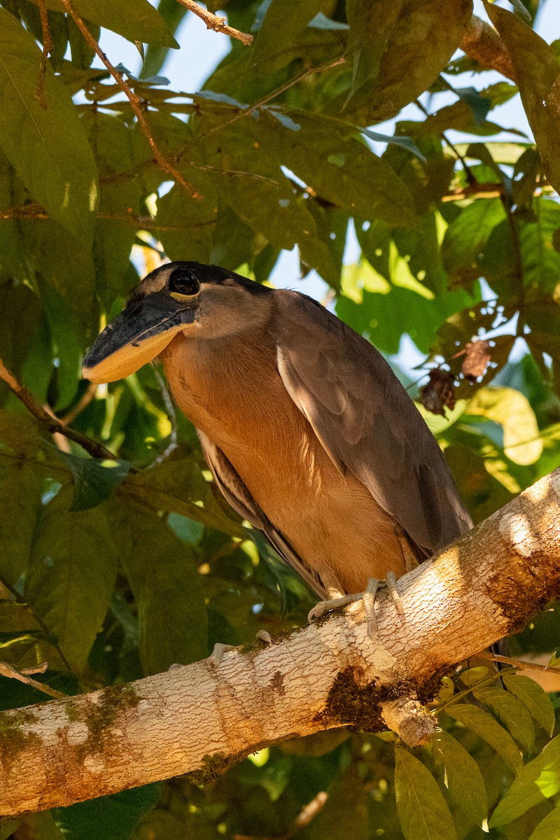 Martinete Cucharón - ML658026980