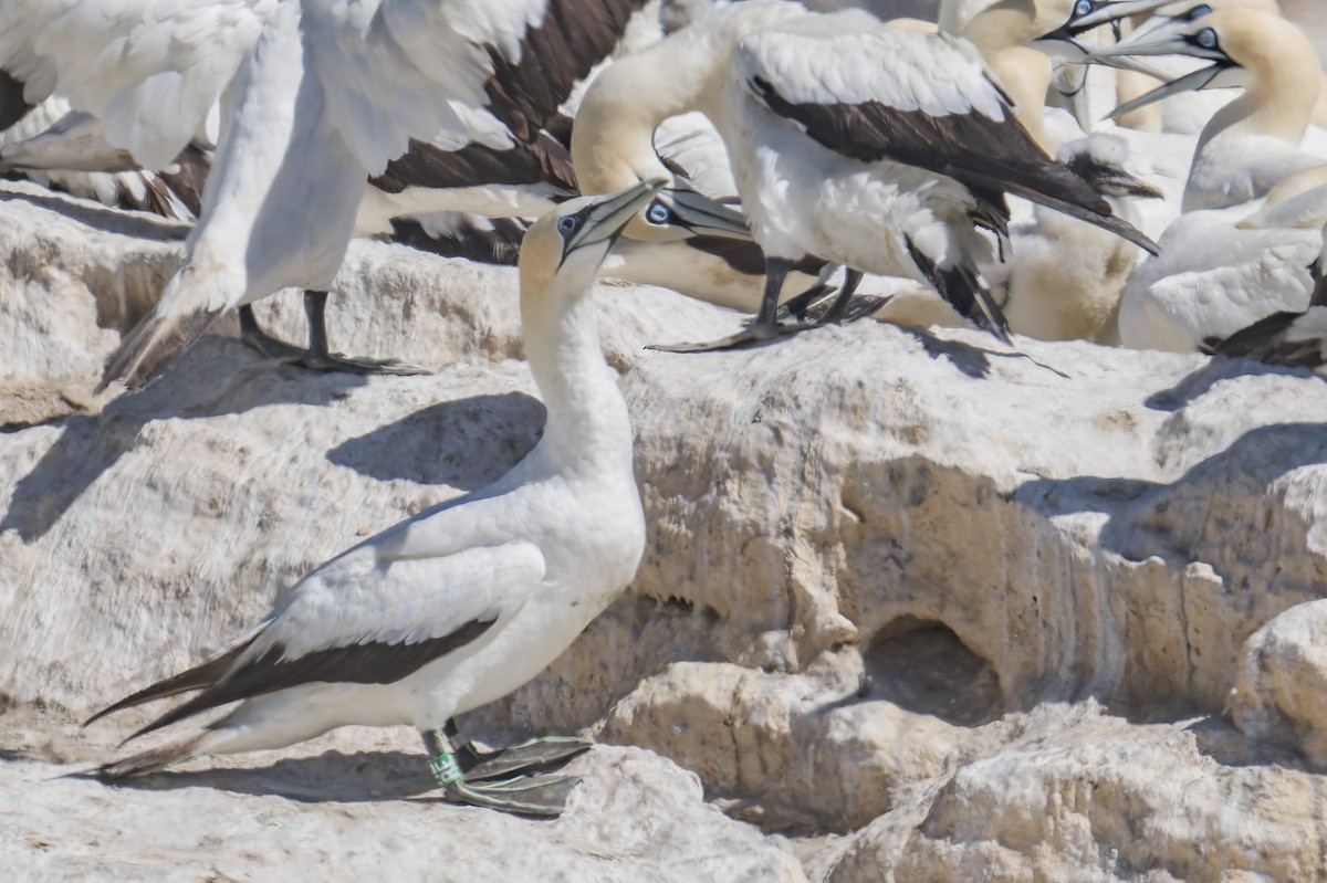 Australasian Gannet - ML658028246