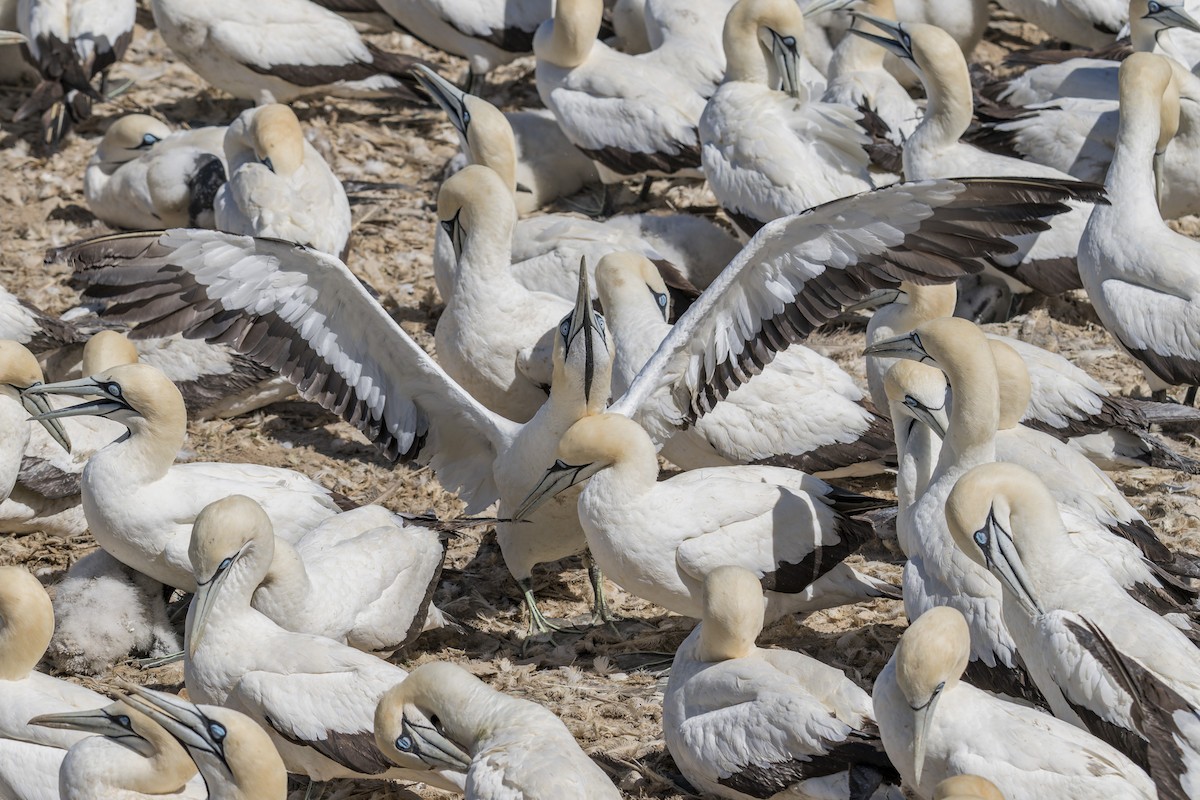 Cape Gannet - ML658028248