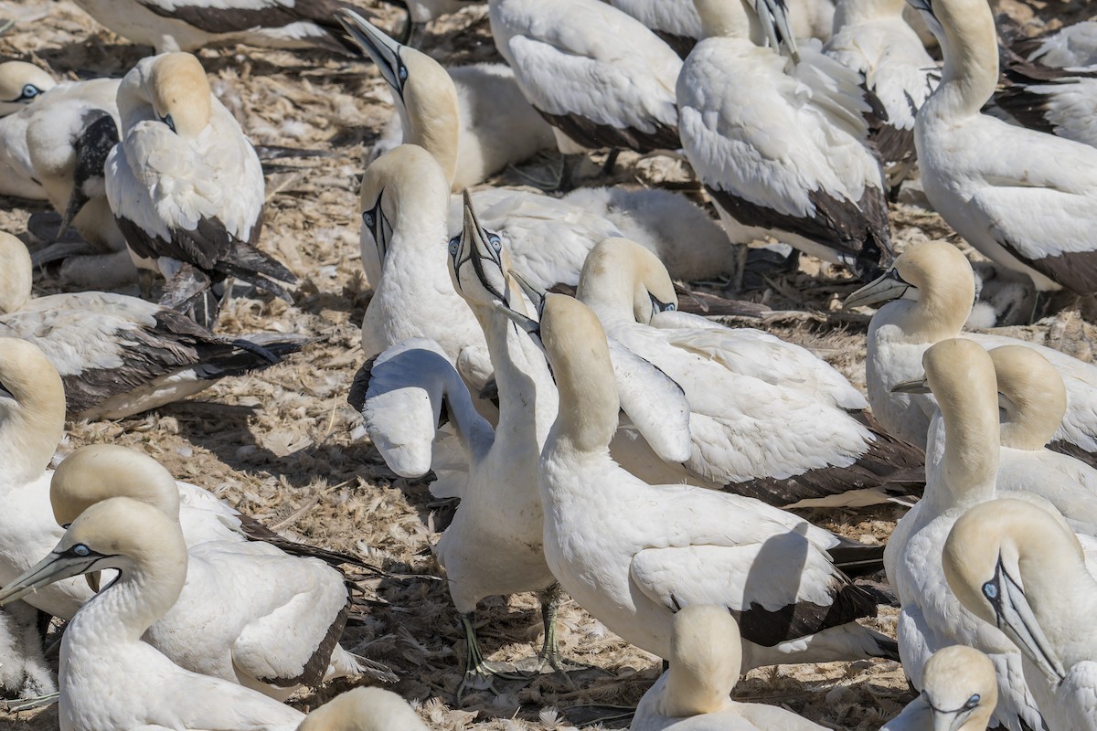 Cape Gannet - ML658028249