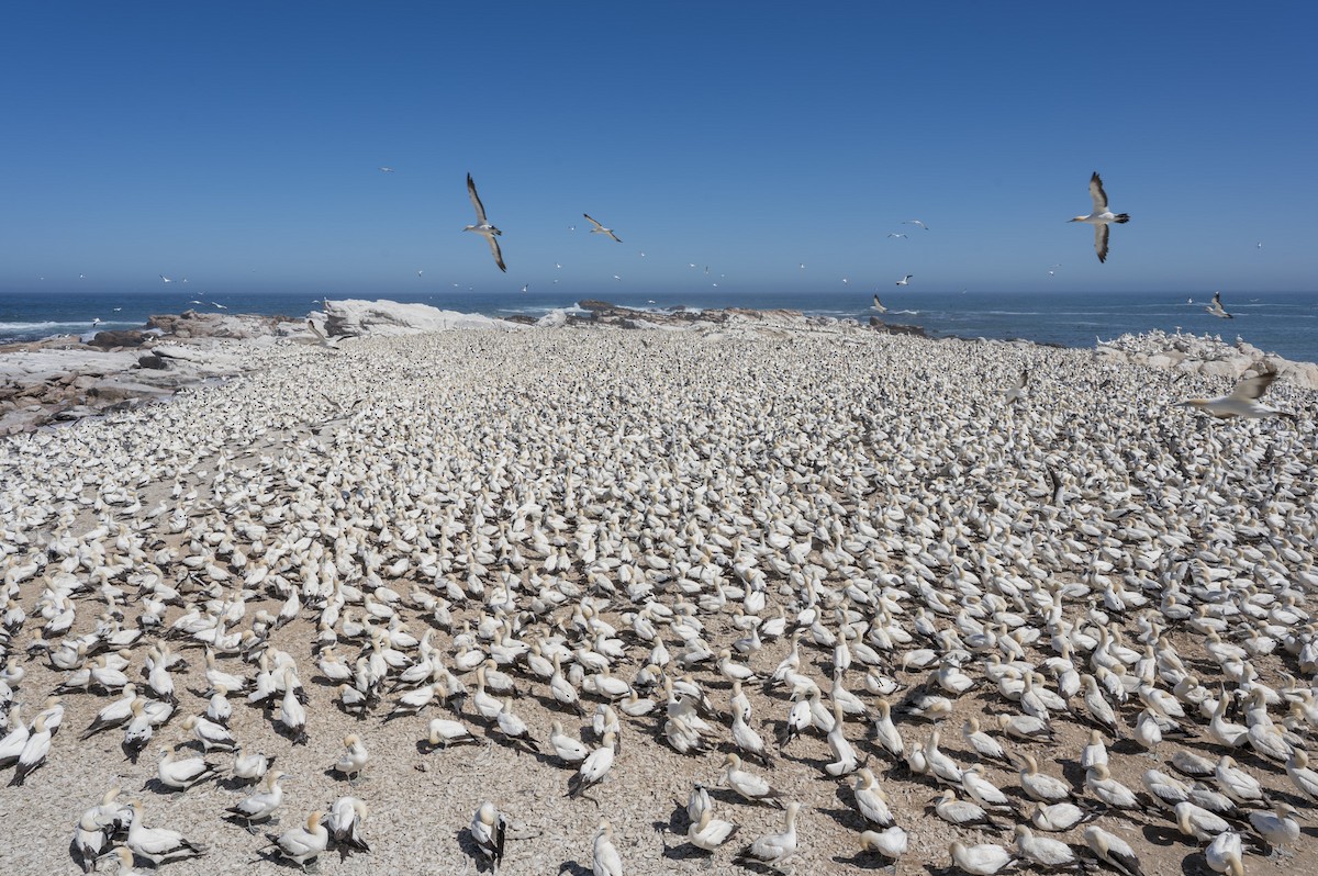 Cape Gannet - ML658028253