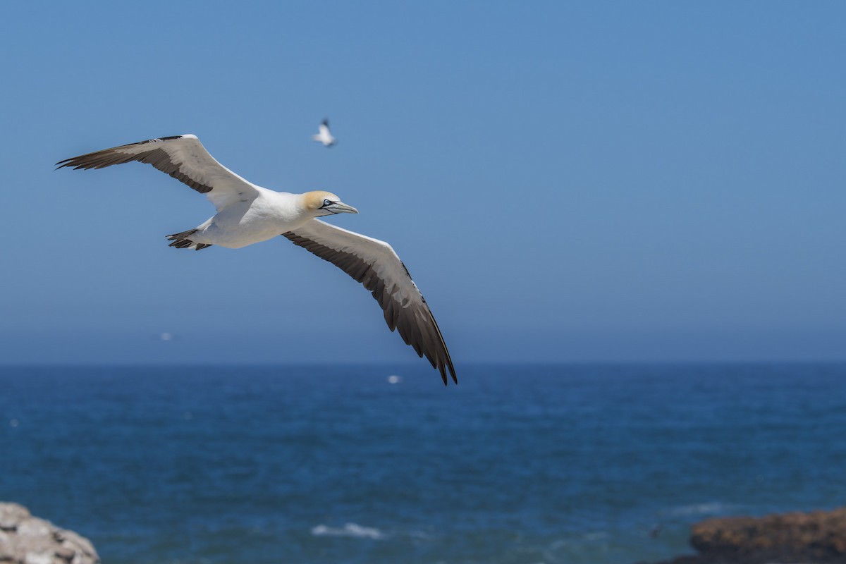 Cape Gannet - ML658028268