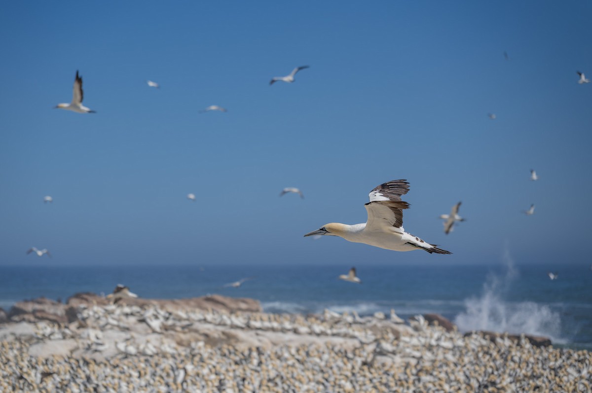 Cape Gannet - ML658028272