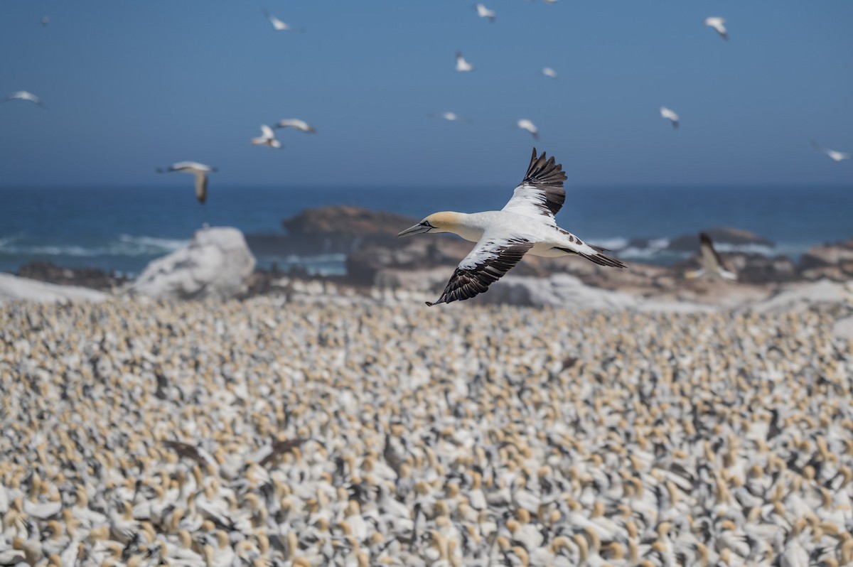 Cape Gannet - ML658028283