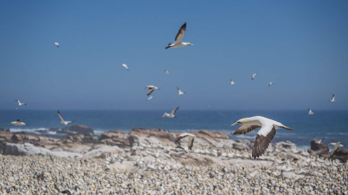 Cape Gannet - ML658028287