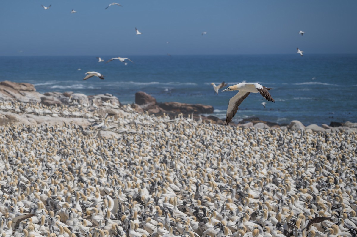 Cape Gannet - ML658028290