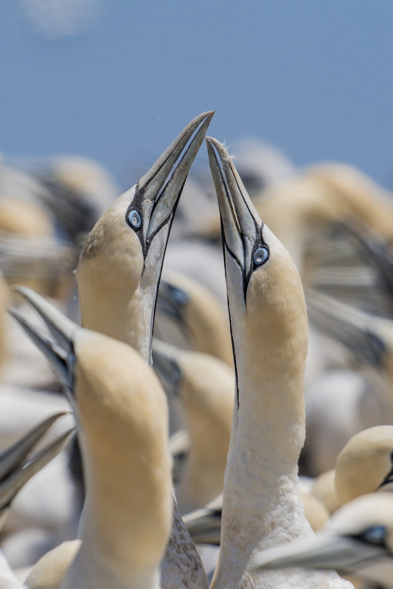 Cape Gannet - ML658028296