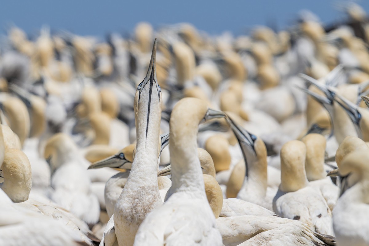 Cape Gannet - ML658028302