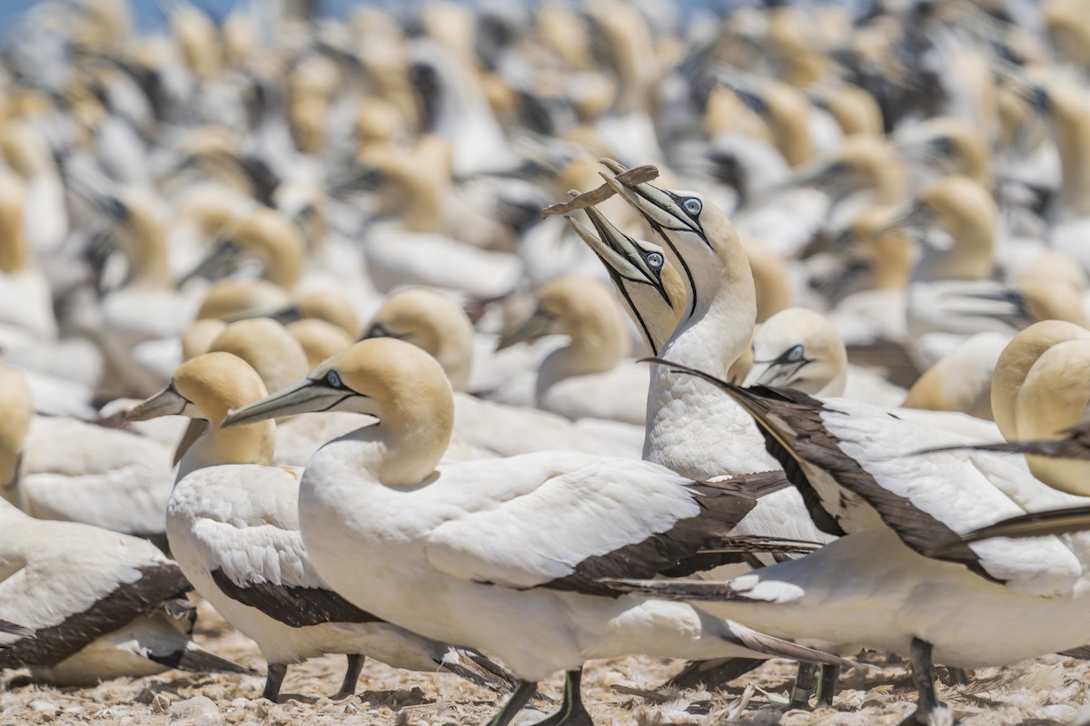 Cape Gannet - ML658028303