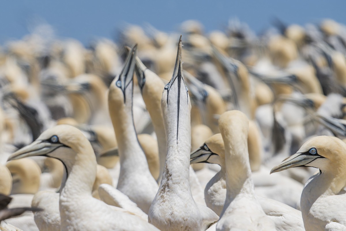 Cape Gannet - ML658028306