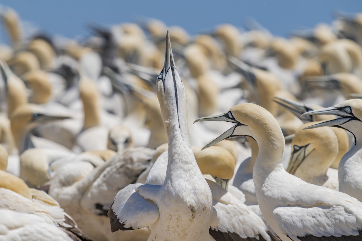 Cape Gannet - ML658028313