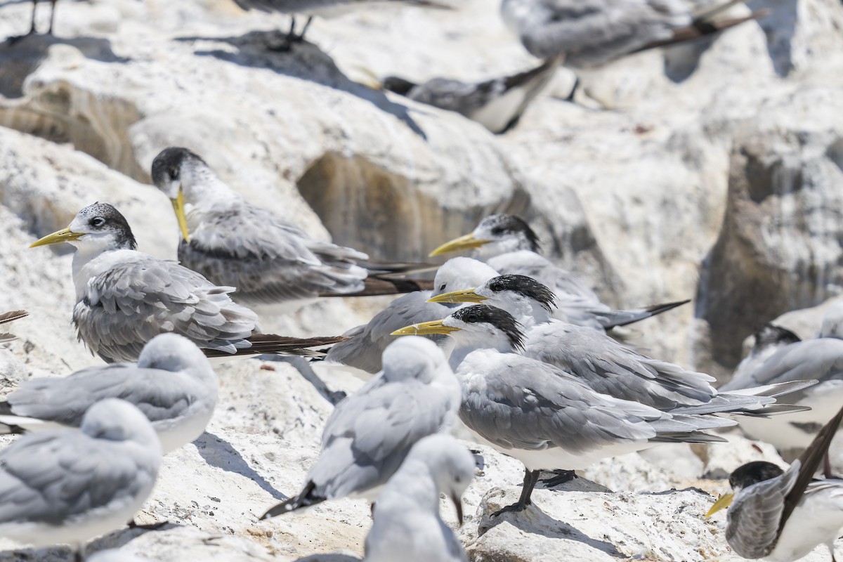Great Crested Tern - ML658028332