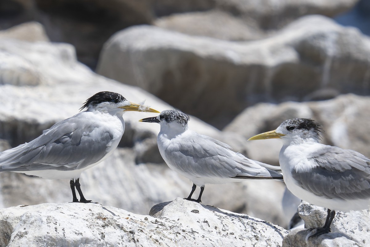 Sandwich Tern - ML658028333