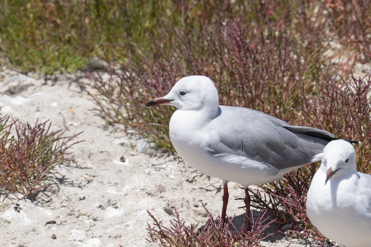 Gray-hooded Gull - ML658028335