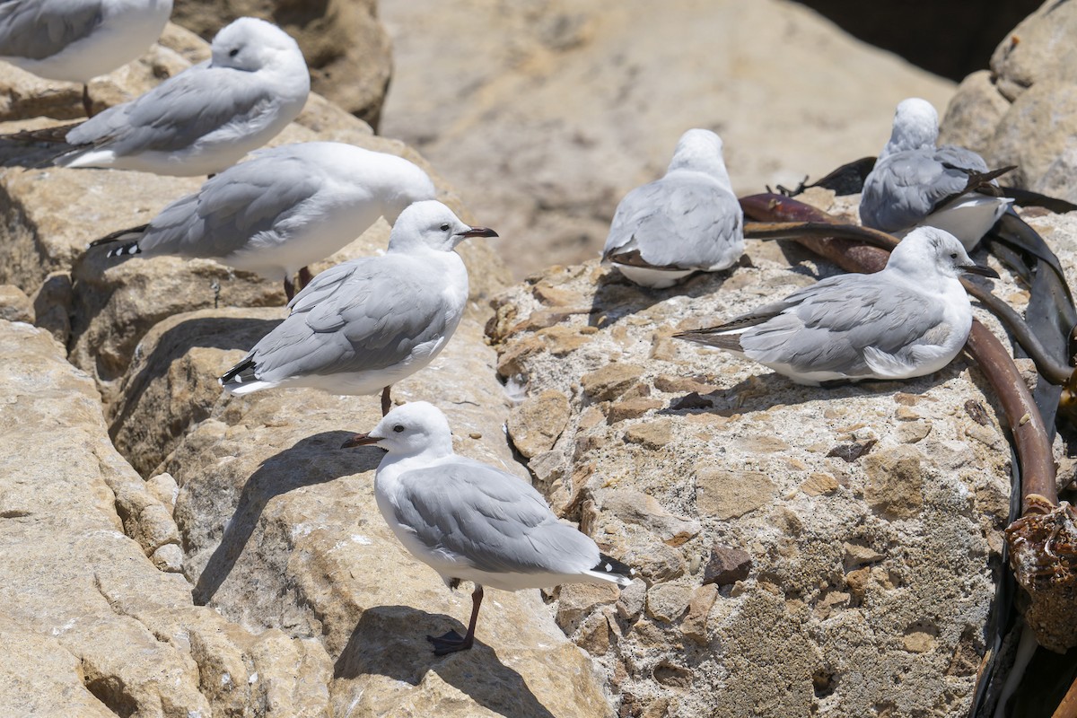 Gray-hooded Gull - ML658028357