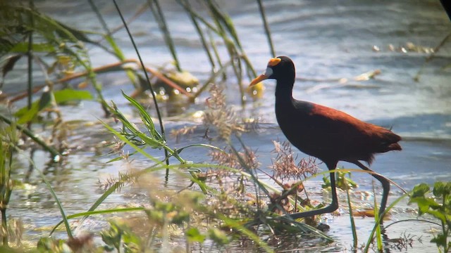 Northern Jacana - ML658028713