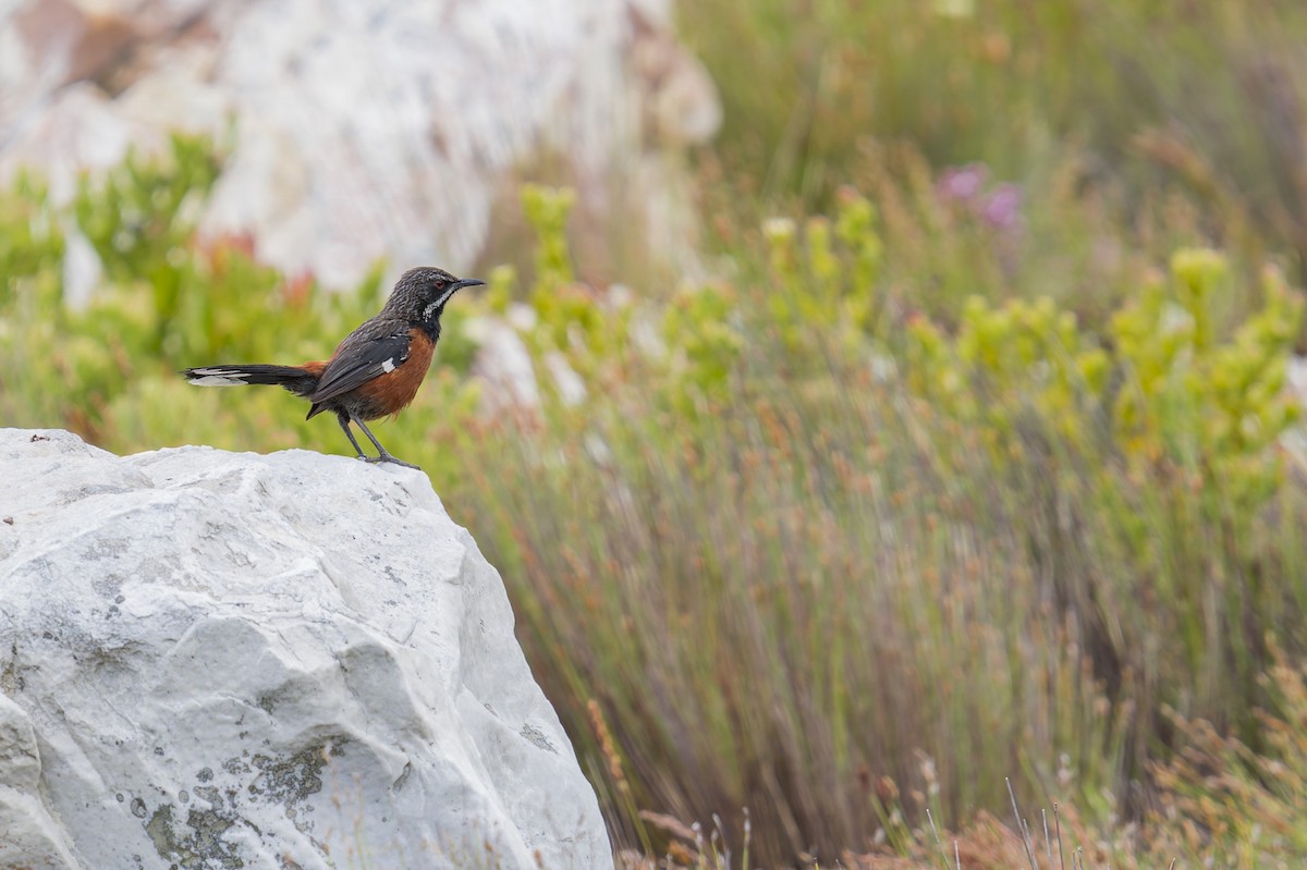 Cape Rockjumper - ML658029177