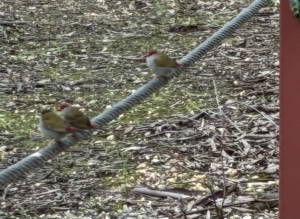 Red-browed Firetail (Gray-vented) - ML658029251