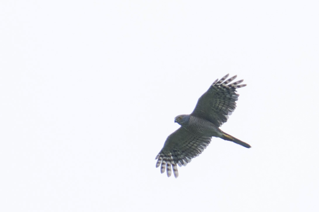 African Goshawk (Southern) - ML658029656