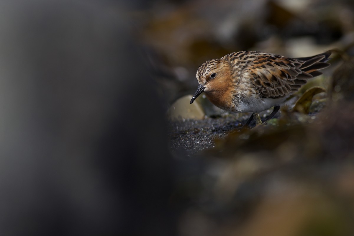 Red-necked Stint - ML658030043