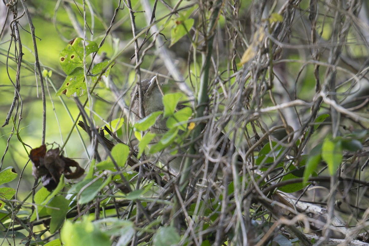Terrestrial Brownbul - ML658030088