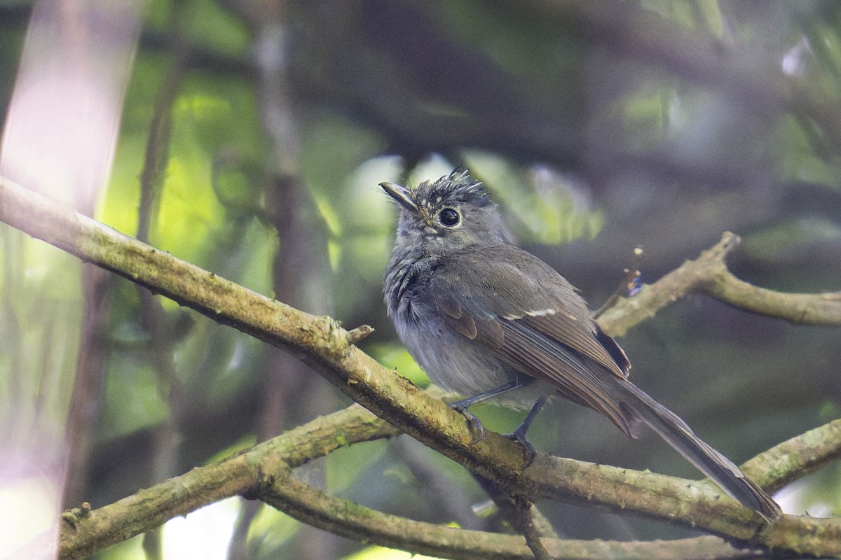 African Crested Flycatcher - ML658030098