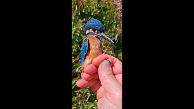 Martin-pêcheur d'Europe - ML658031854