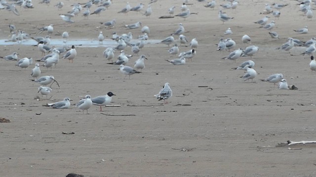 Mouette pygmée - ML658032672