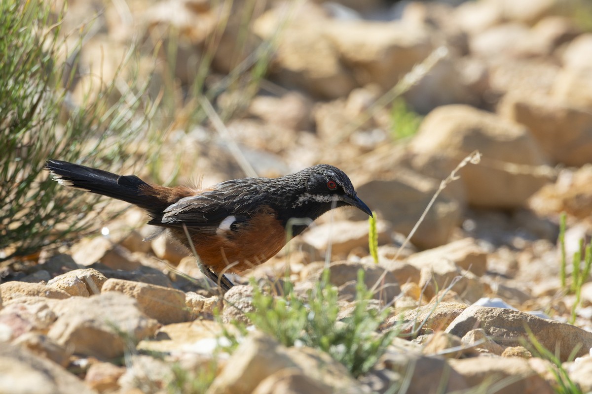 Cape Rockjumper - ML658033103