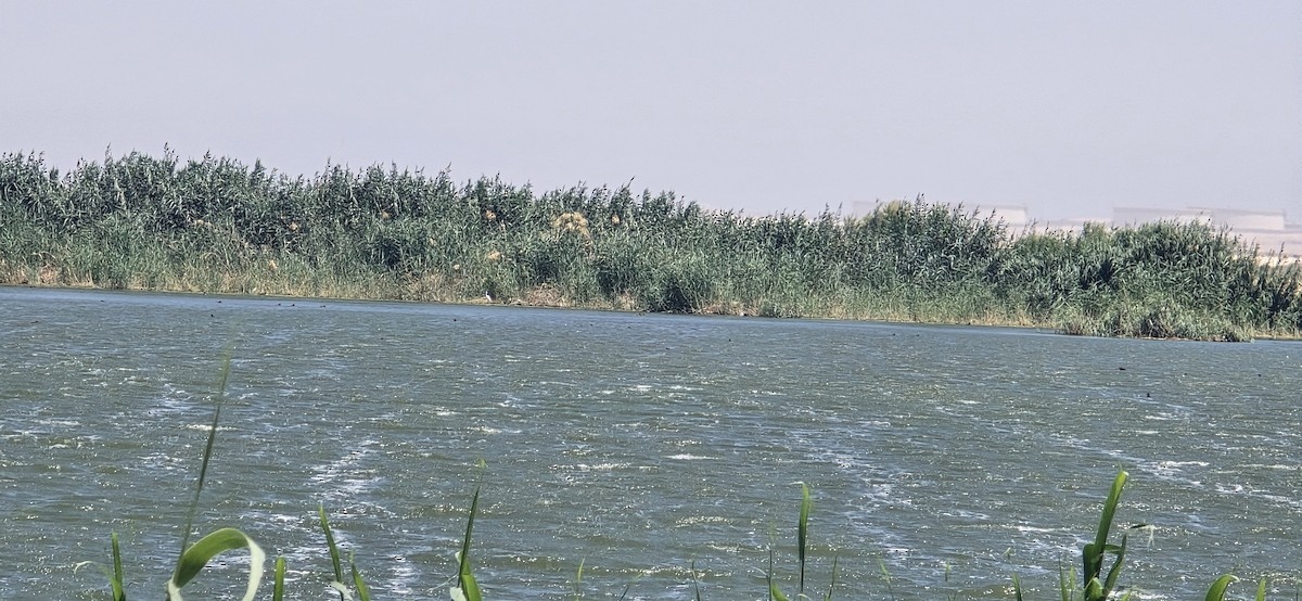 Чернь білоока - ML658033208